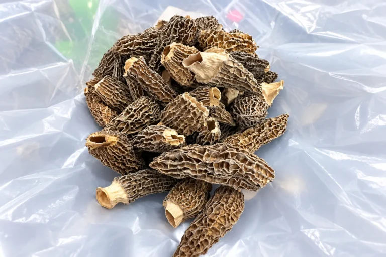Nấm Bụng Dê Khô – Nấm Morel Khô Nấm Bụng Dê Khô – Nấm Morel Khô